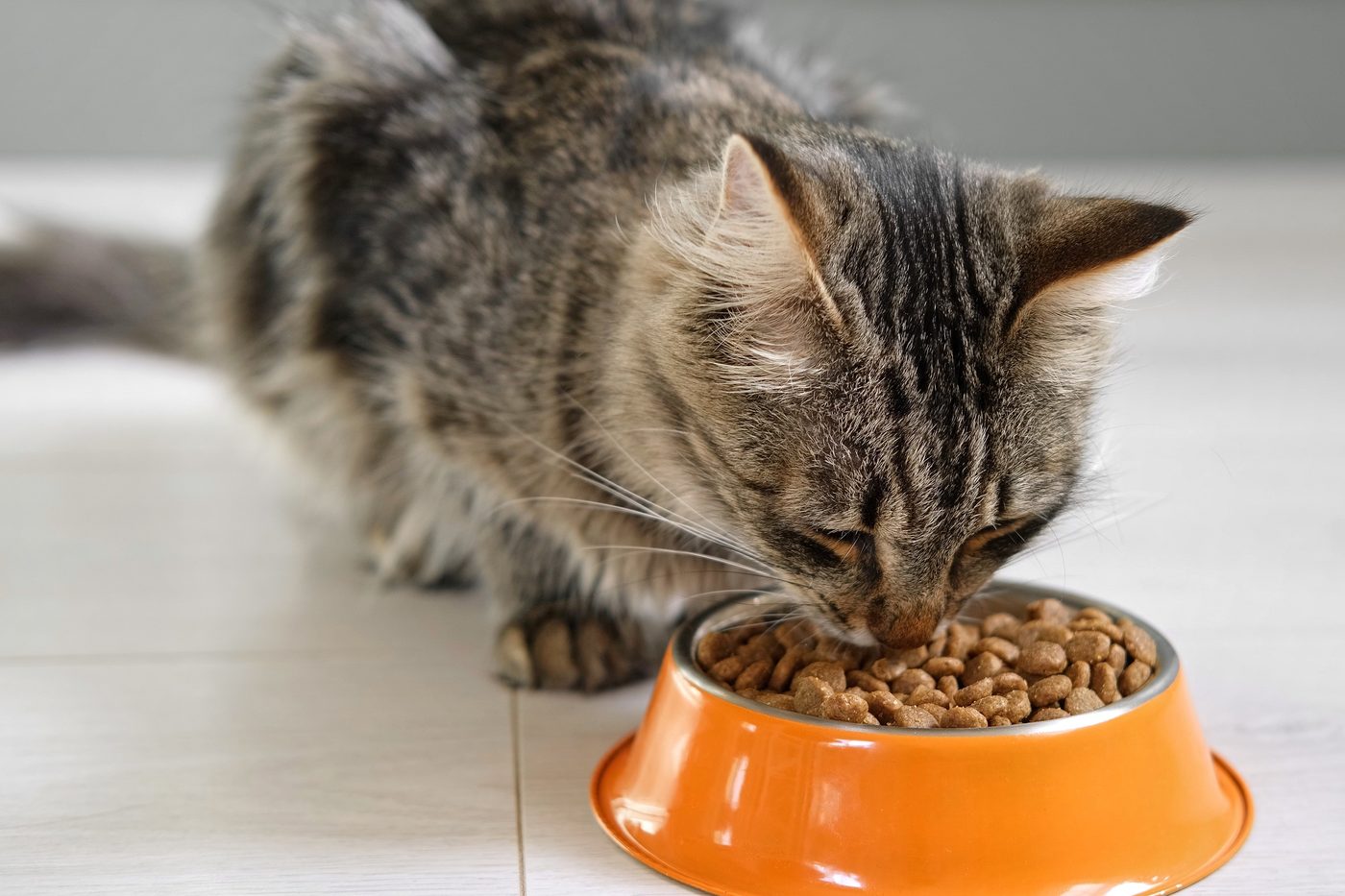 A cat eating from its bowl at home during a taste trial